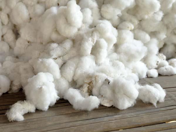 Raw Cotton